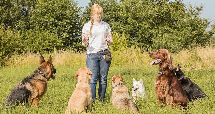 Dog training – the basic commands