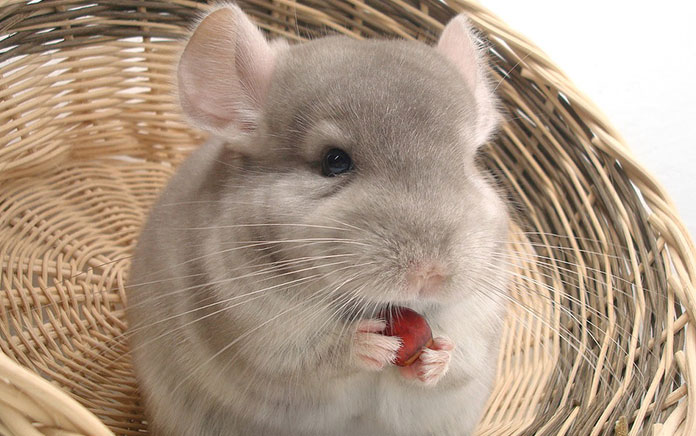 Chinchillas Staying Healthy With Pellets and Hay