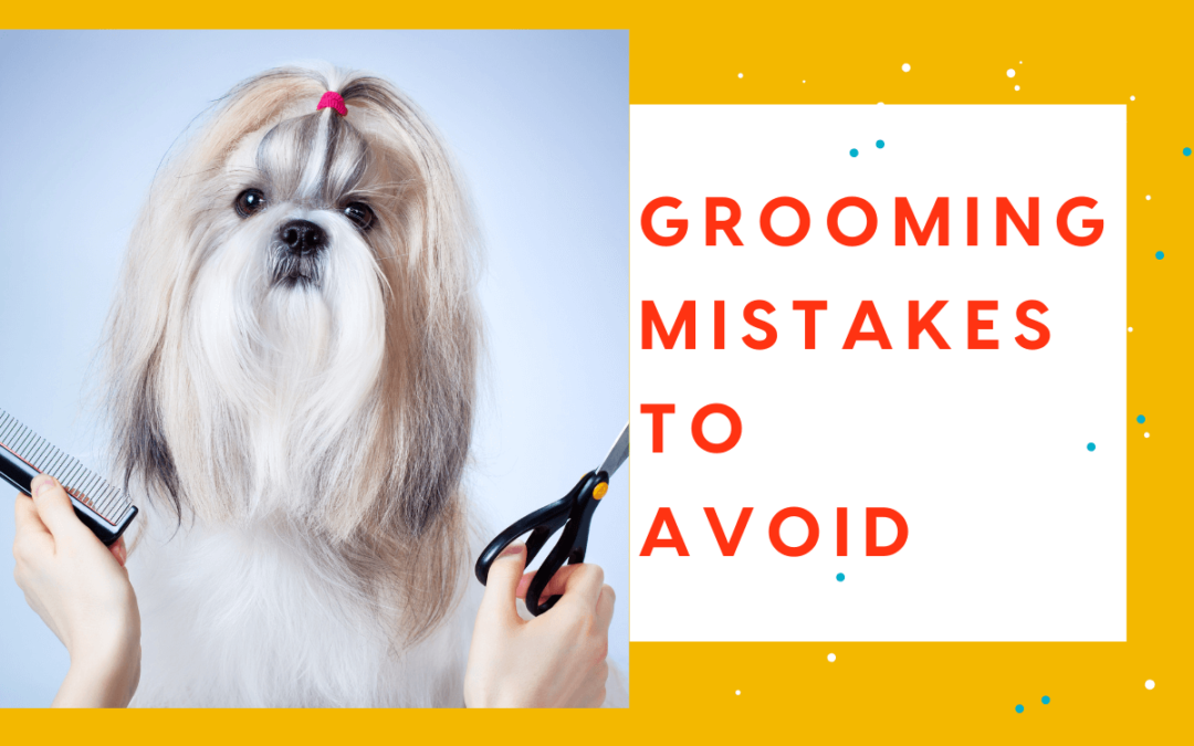 Common Mistakes in Home Pet Grooming