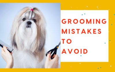 Common Mistakes in Home Pet Grooming