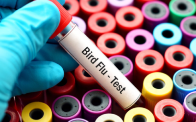 Bird Flu: A Chicken Raiser’s Nightmare