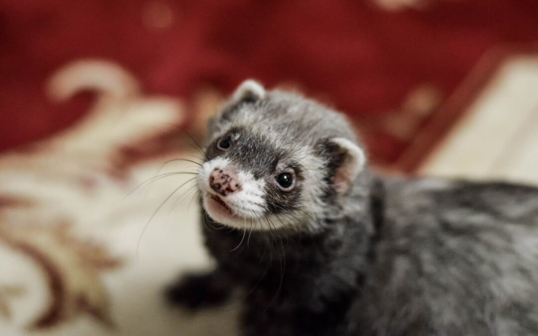 All About Ferrets: Getting Started with Your Passion